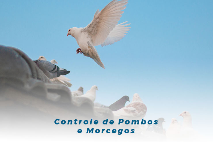 Controle de pombos e morcegos